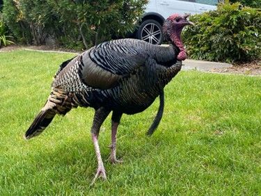 Enjoying Outside! - Wild Turkeys